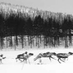 Skijoring with Reindeer | Writer Mariecor | WriterMariecor.com