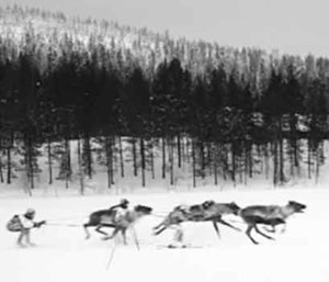 Skijoring with Reindeer | Writer Mariecor | WriterMariecor.com