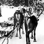 Skijoring reindeer train | Writer Mariecor | WriterMariecor.com