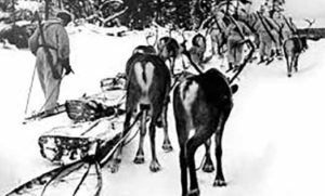 Skijoring reindeer train | Writer Mariecor | WriterMariecor.com