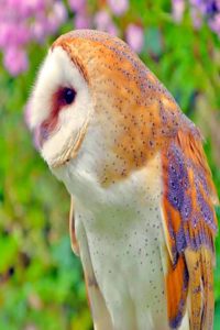 Barn Owl in garden I Writer Mariecor I WriterMariecor.com