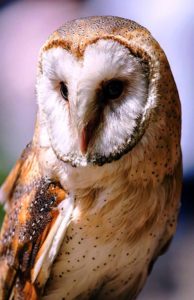 Barn Owl portrait | Writer Mariecor | WriterMariecor.com