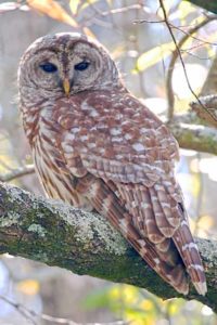 Barred Owl I Writer Mariecor I WriterMariecor.com