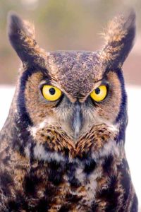 Great Horned Owl I Writer Mariecor I WriterMariecor.com