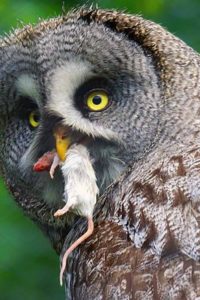 Owl and prey | Writer Mariecor | WriterMariecor.com