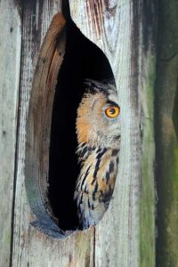 Owl in nest box I Writer Mariecor I WriterMariecor.com