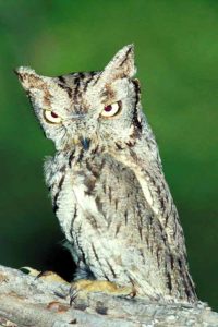 Western Screech Owl I Writer Mariecor I WriterMariecor.com