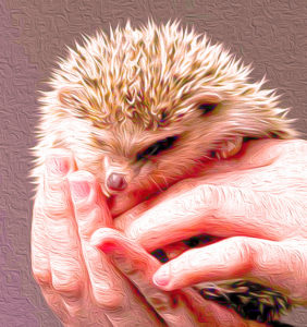 Hedgehog I Writer Mariecor I WriterMariecor.com